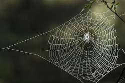 A picture of a spider's web to illustrate a metaphor used in this article about personal development for sales development.