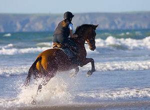 A picture of a horse and rider illustrating the unconscious nature of strong interpersonal skills for sales.